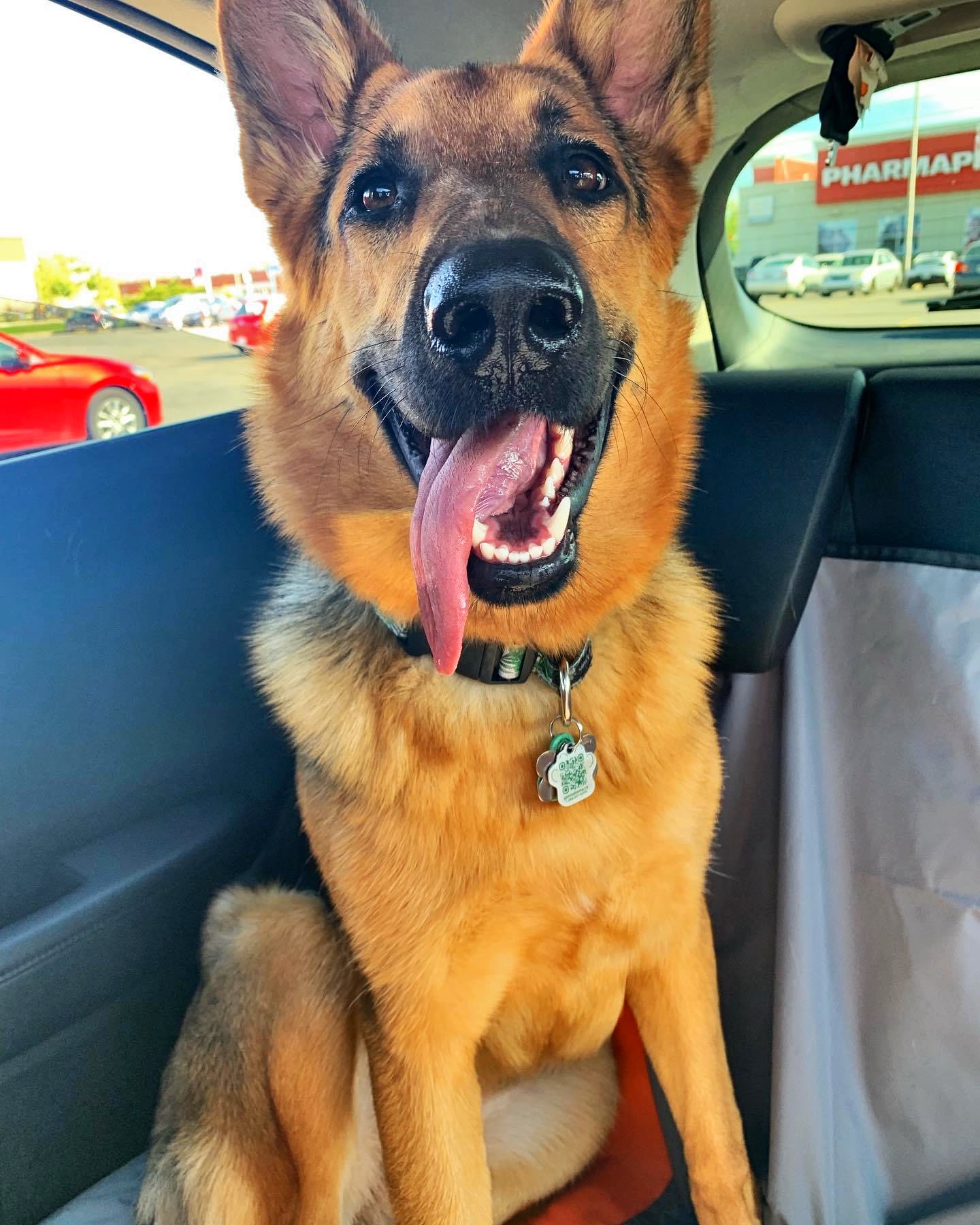 Custom animal portrait