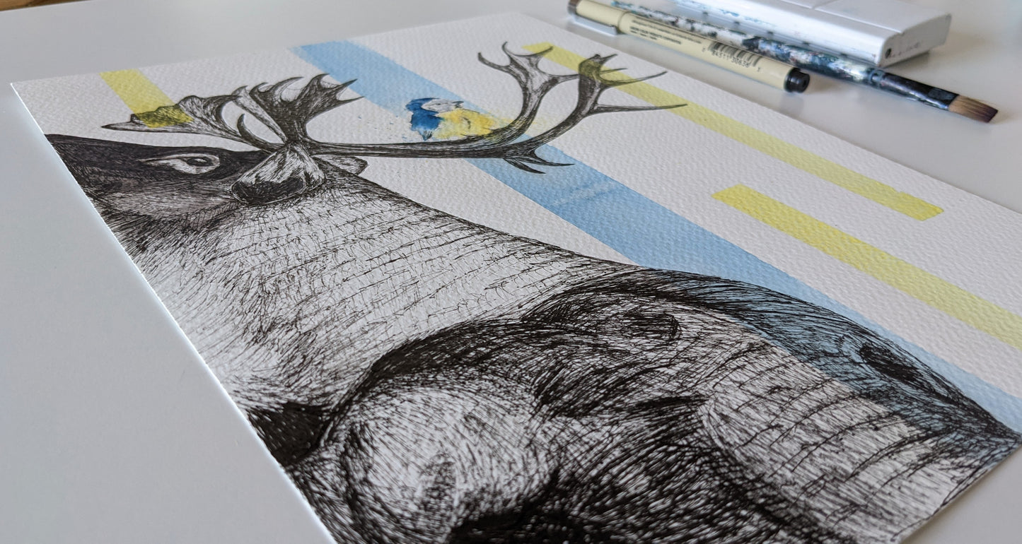 Moose and a tit illustration using ink and watercolor, and using hints of blue of yellow in accents.