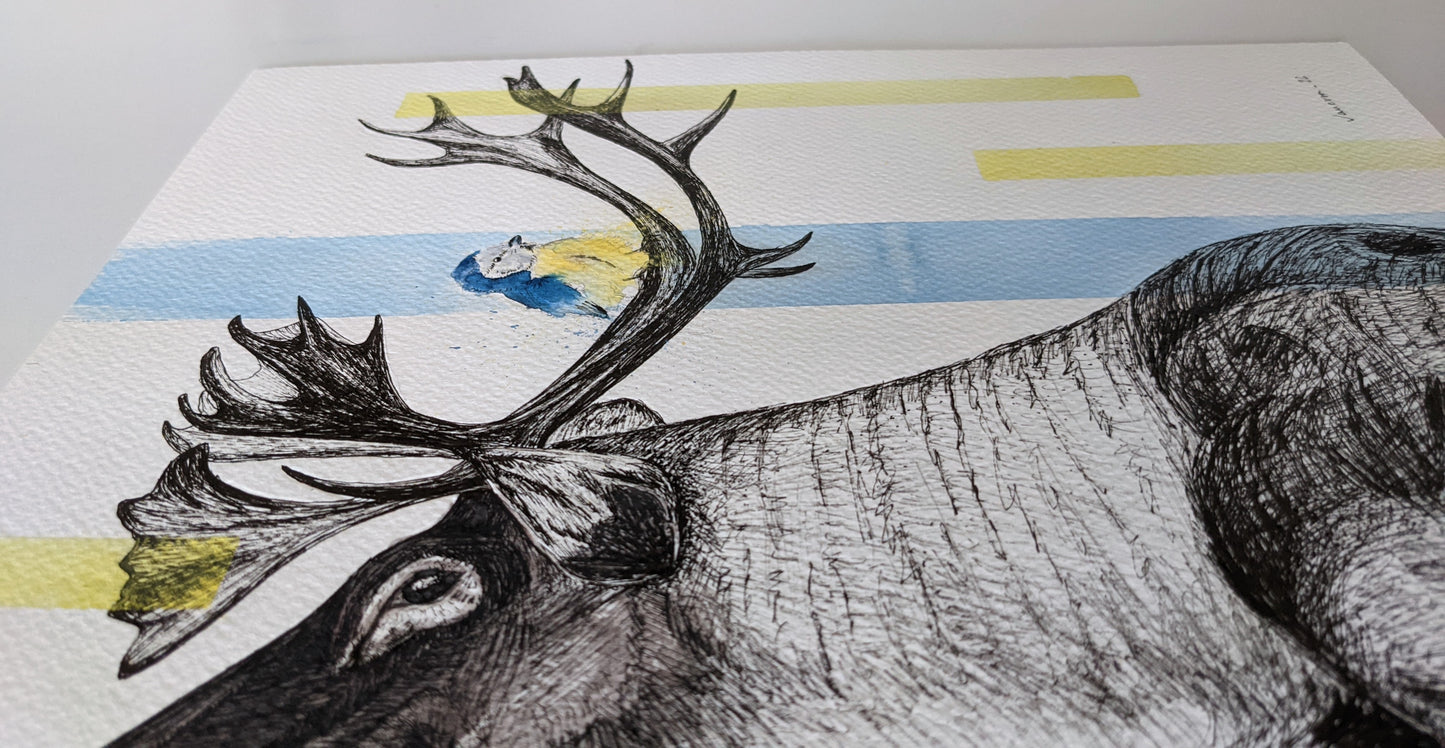 Moose and a tit illustration using ink and watercolor, and using hints of blue of yellow in accents.
