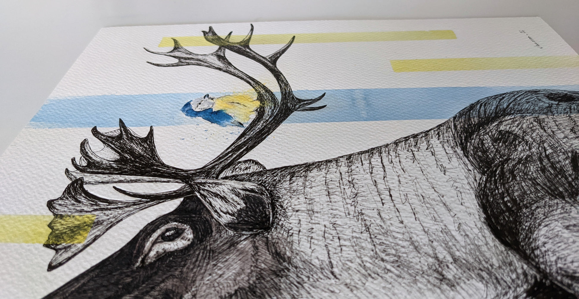 Moose and a tit illustration using ink and watercolor, and using hints of blue of yellow in accents.