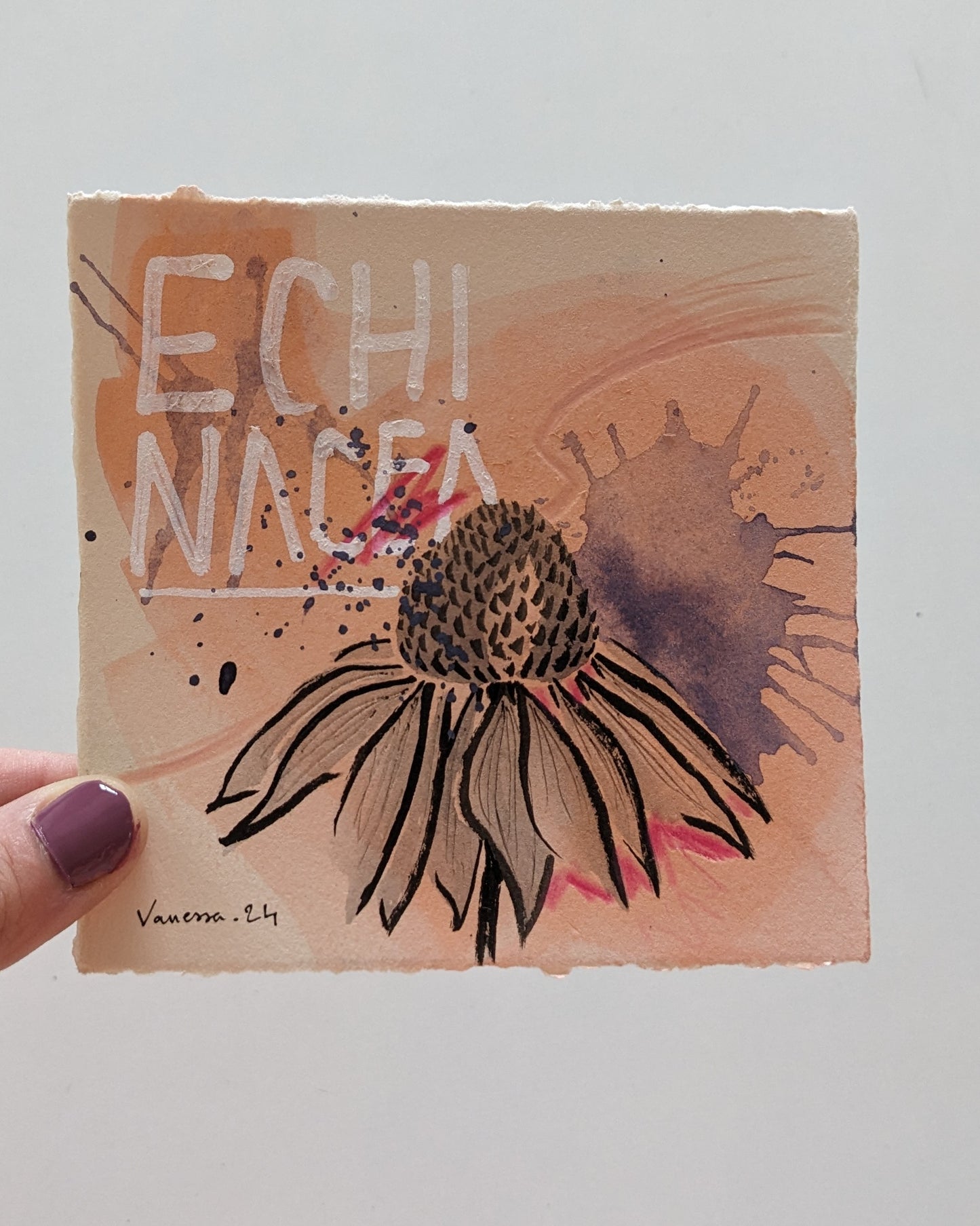 Echinacea