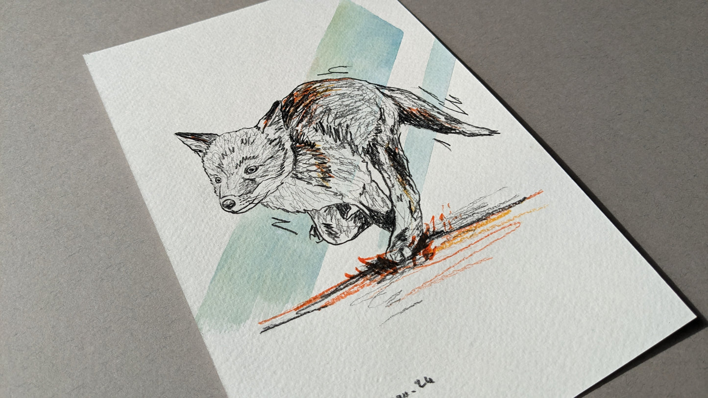 Fox cub running 1