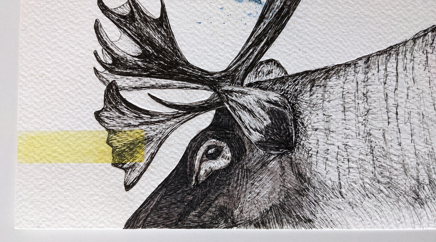 Moose and a tit illustration using ink and watercolor, and using hints of blue of yellow in accents.