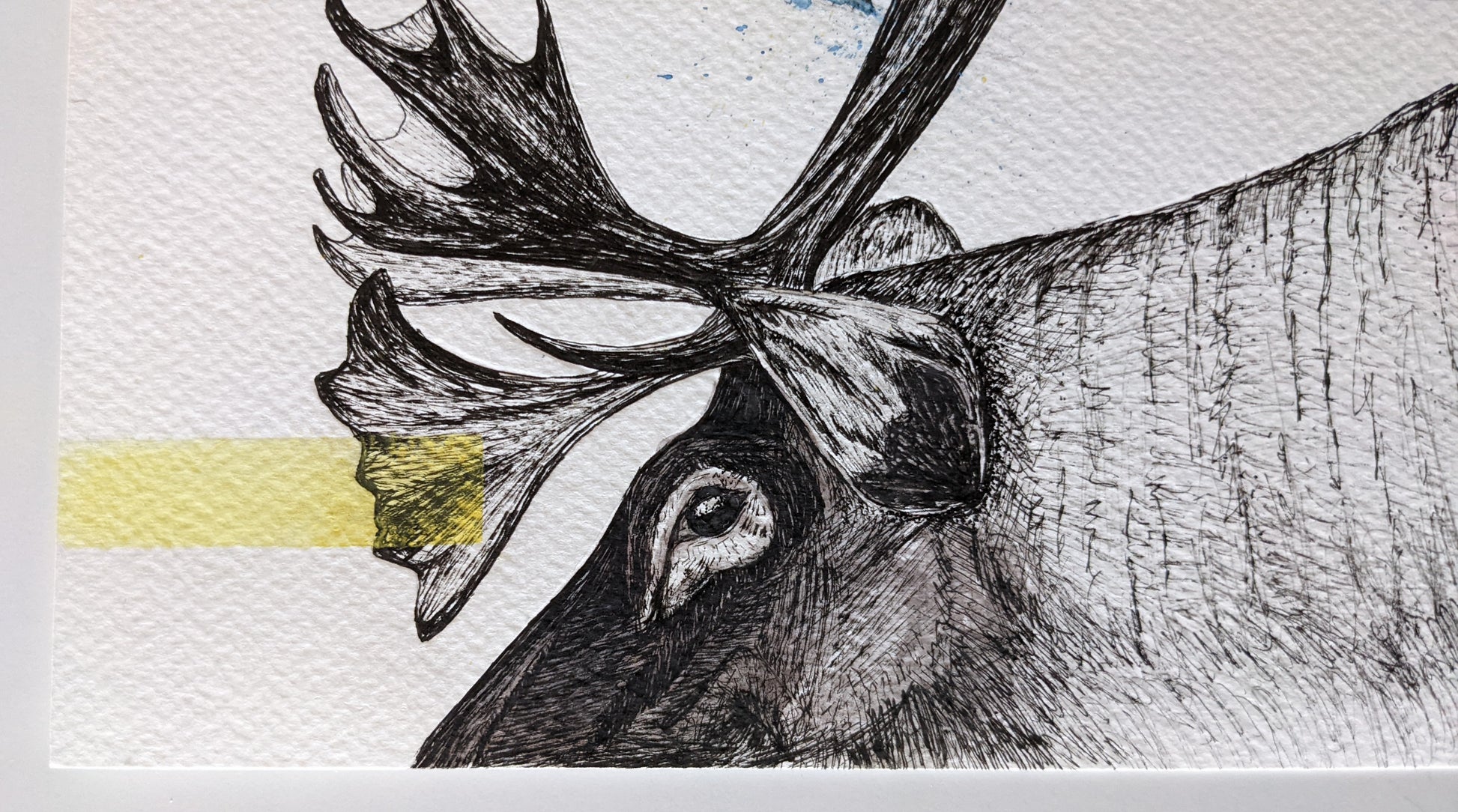 Moose and a tit illustration using ink and watercolor, and using hints of blue of yellow in accents.