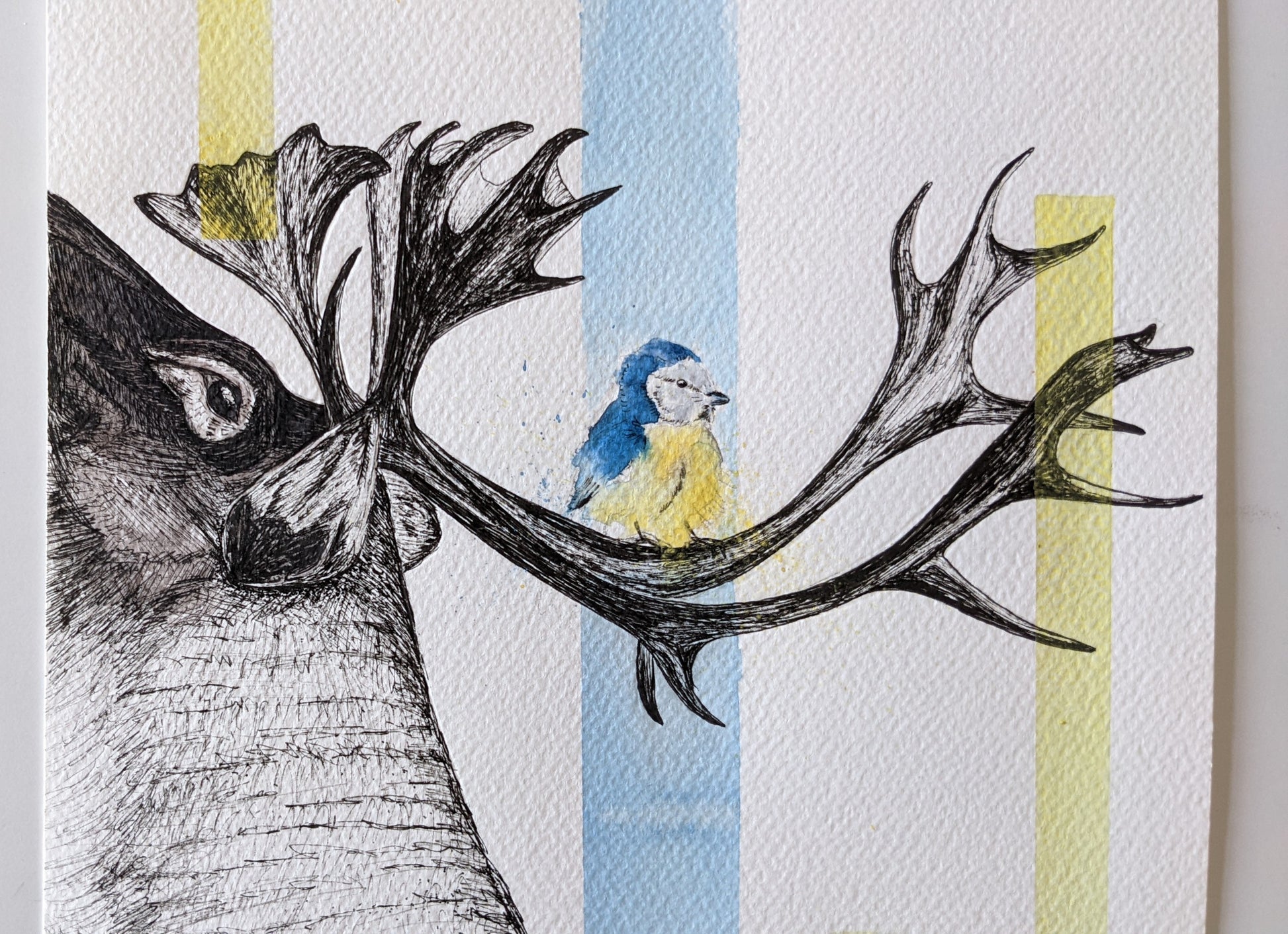 Moose and a tit illustration using ink and watercolor, and using hints of blue of yellow in accents.